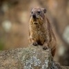 Daman skalni - Procavia capensis - Rock Hyrax o0566